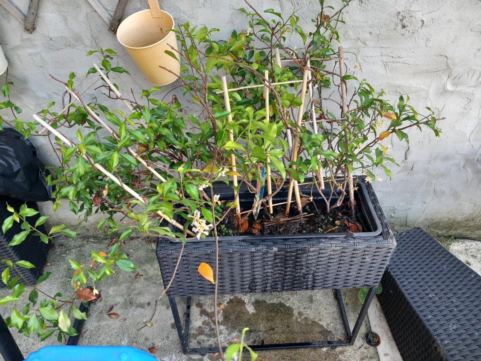 Plant de jasmin grimpant, Enlèvement