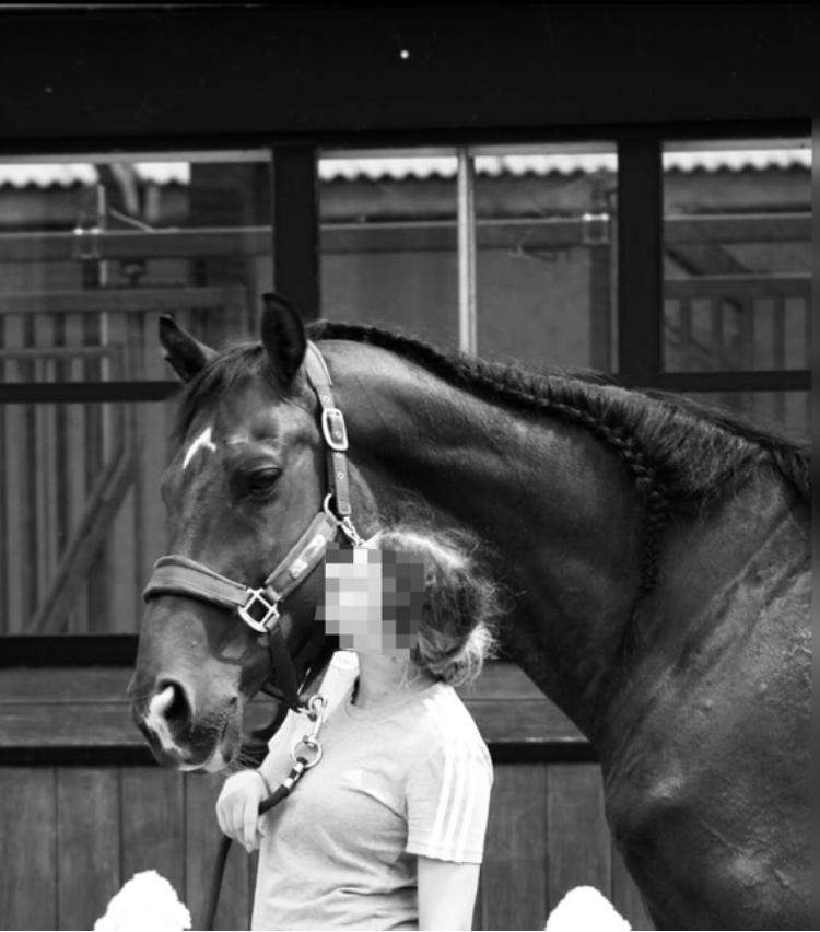 Dressuur paard, Ruin, Niet van toepassing, Dressuurpaard, 170 tot 175 cm