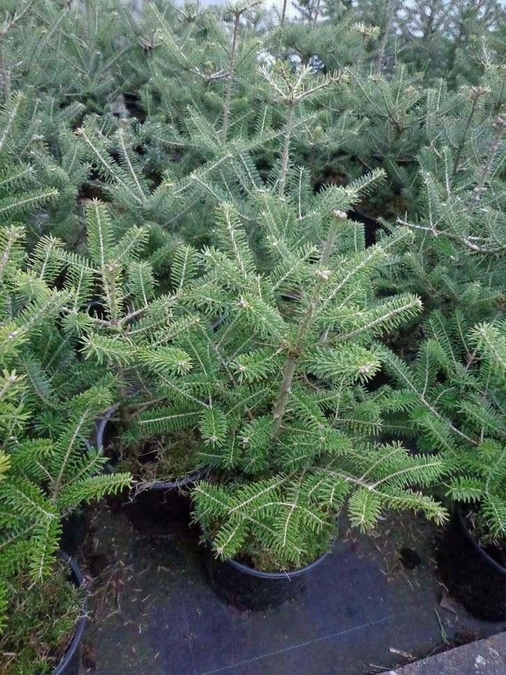 Abies Koreana — Sapin de Corée en pot, Enlèvement ou Envoi
