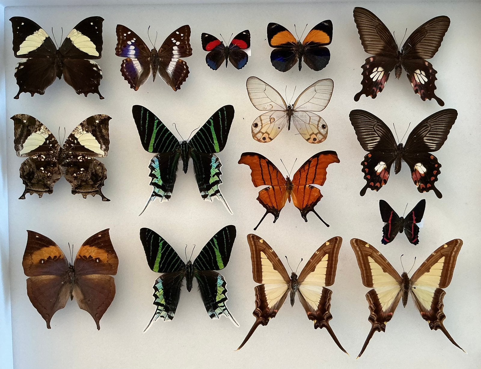 Vlinders voor collectie/ stolp/ kader