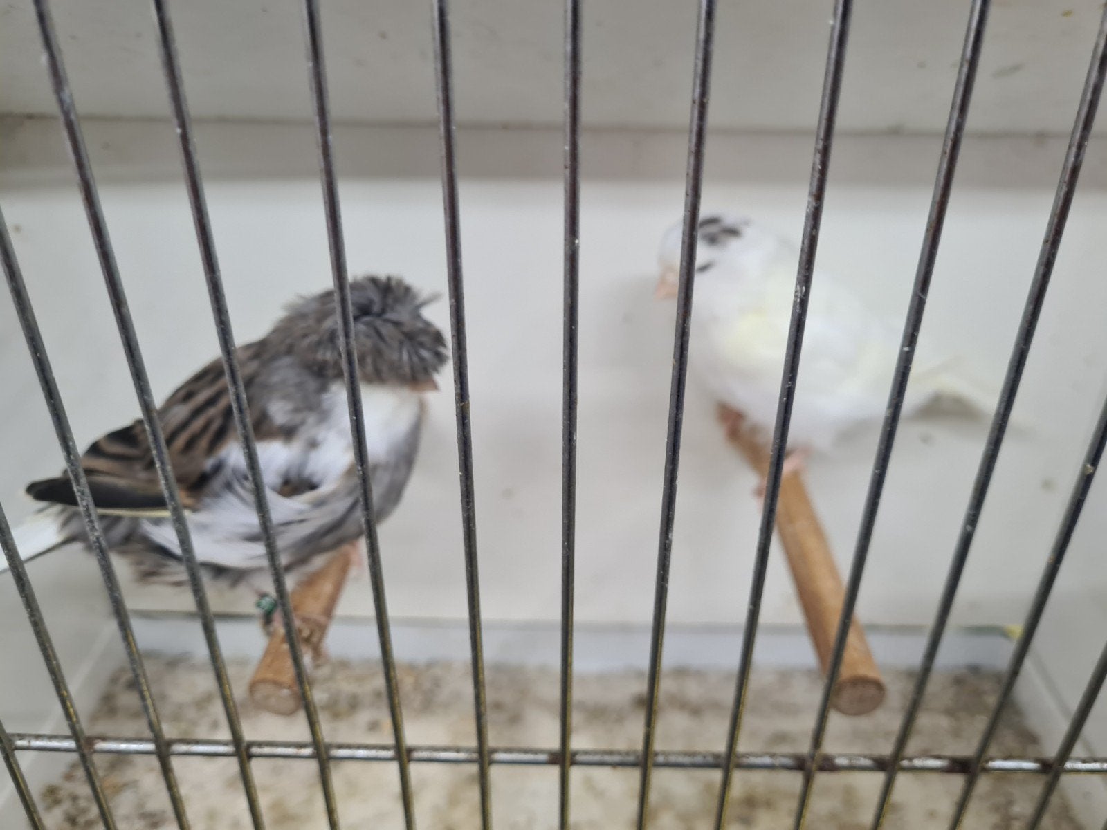 glosters, Dieren en Toebehoren