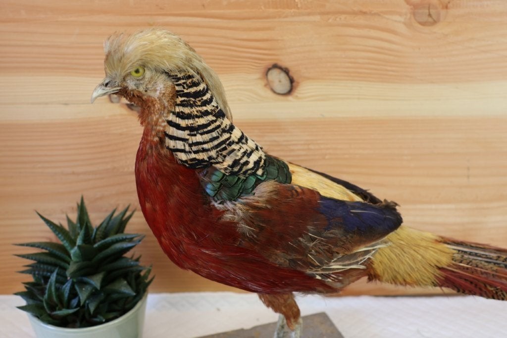 Taxidermie - opgezette fazant goudfazant, Verzamelen, Ophalen of Verzenden, Gebruikt, Vogel, Opgezet dier