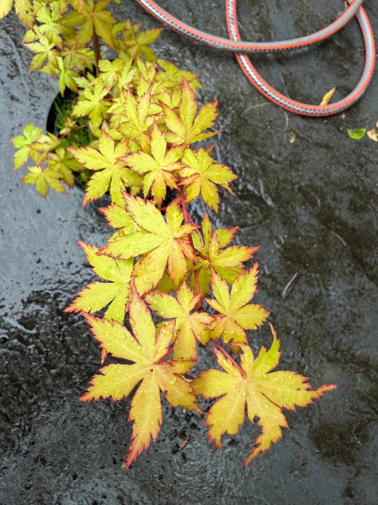 Acer palmatum, japanse esdoorn (klein), Tuin en Terras, Ophalen
