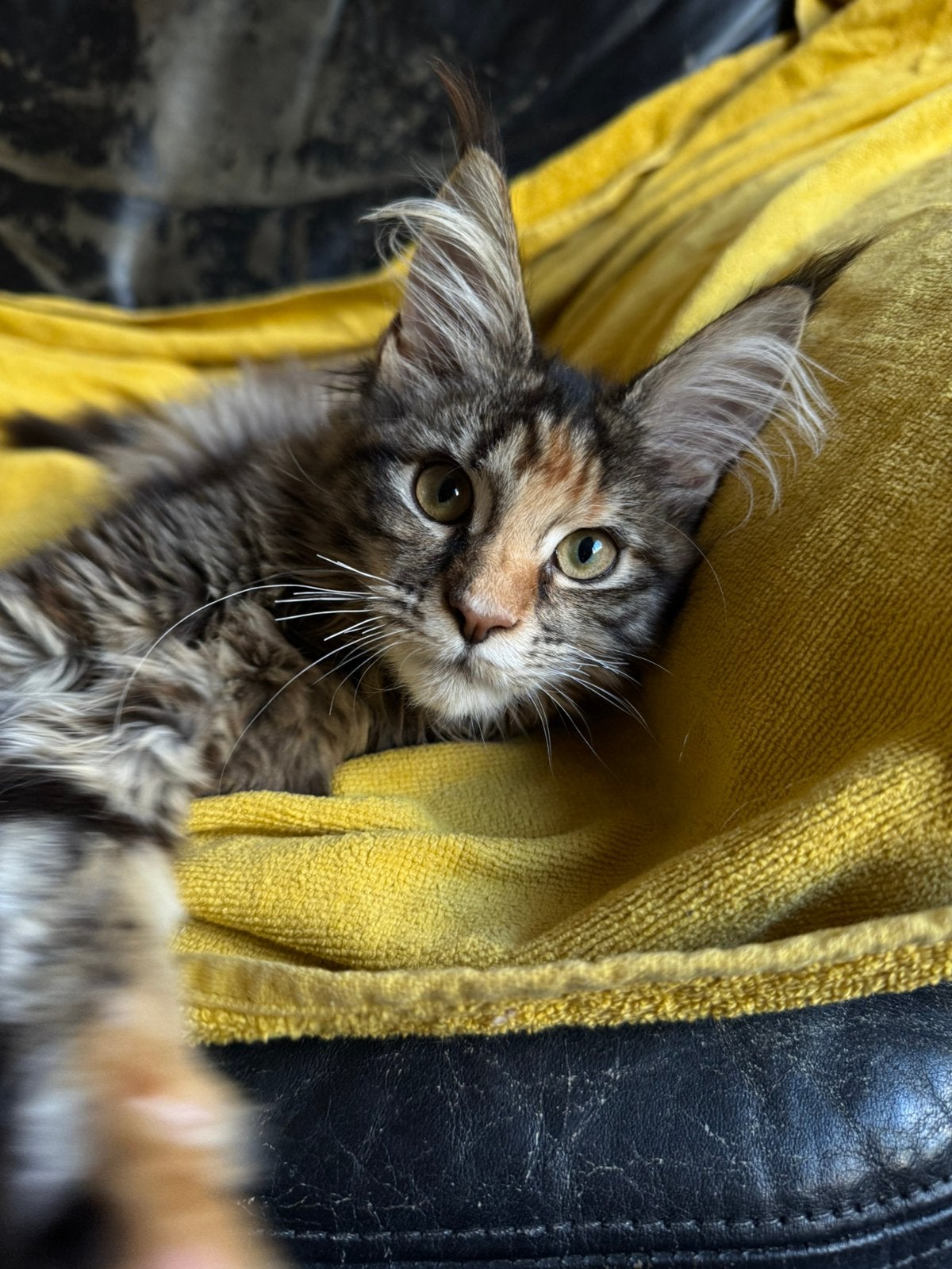 Maine Coon poesje: officiële stamboom, kampioensbloedlijnen, Animaux & Accessoires, Plusieurs animaux, Avec pedigree, 0 à 2 ans