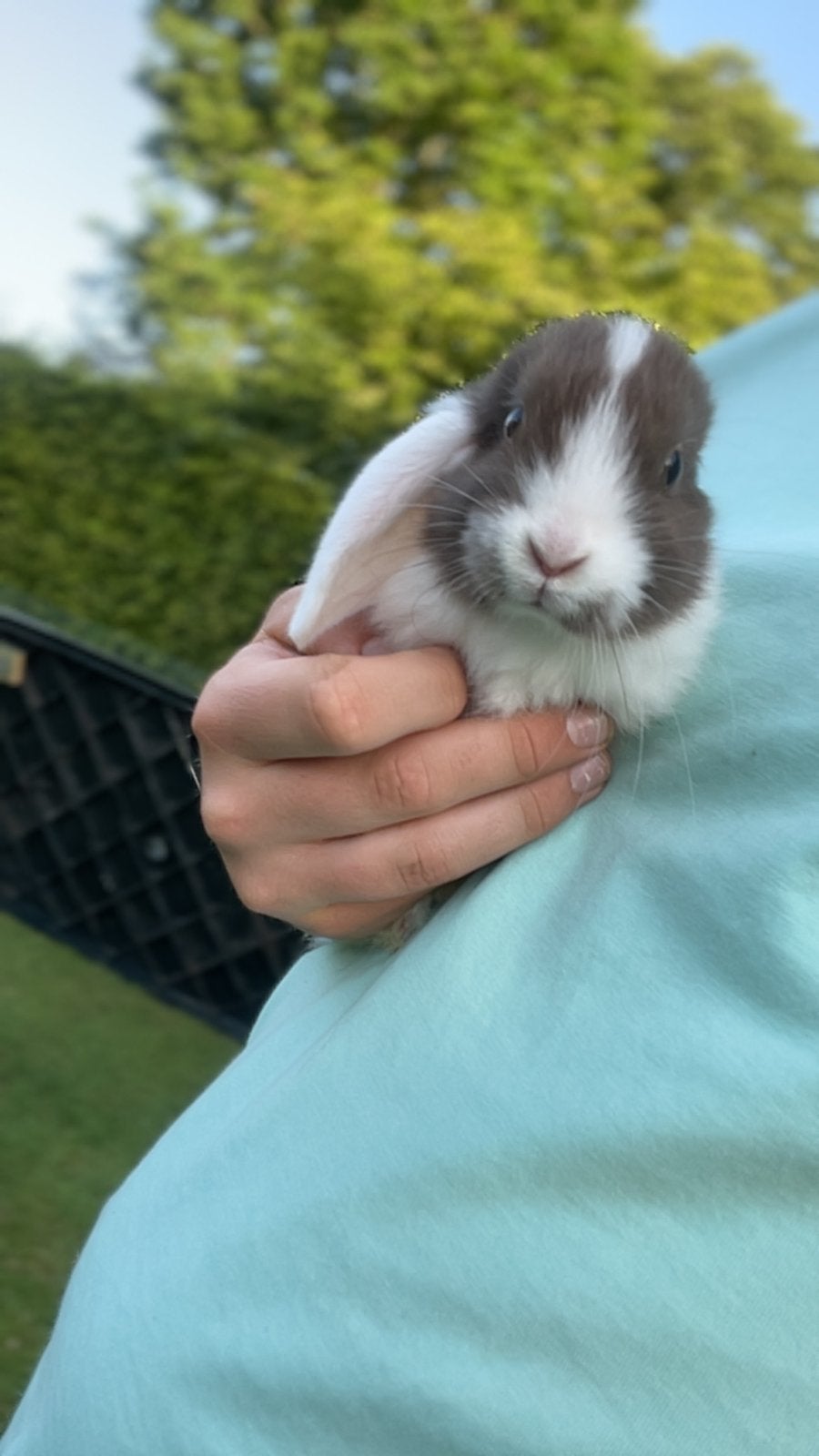 Hangoor konijntjes te koop, Dieren en Toebehoren