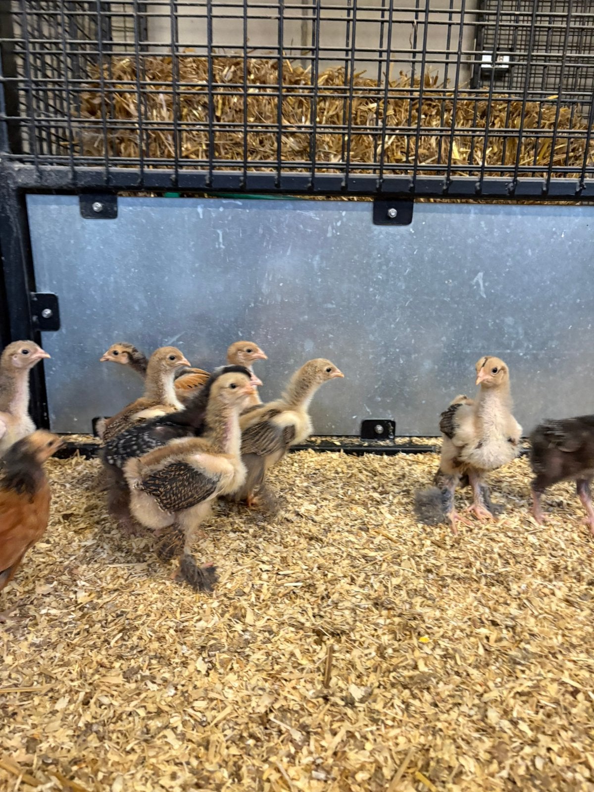 5+1 GRATIS Brahma goudpatrijs kuikens