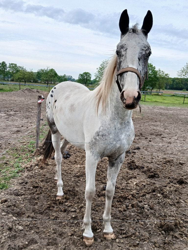 2 jarige merrie, Animaux & Accessoires, Chevaux, Vermifugé, Moins de 160 cm, 0 à 2 ans, Non dressé