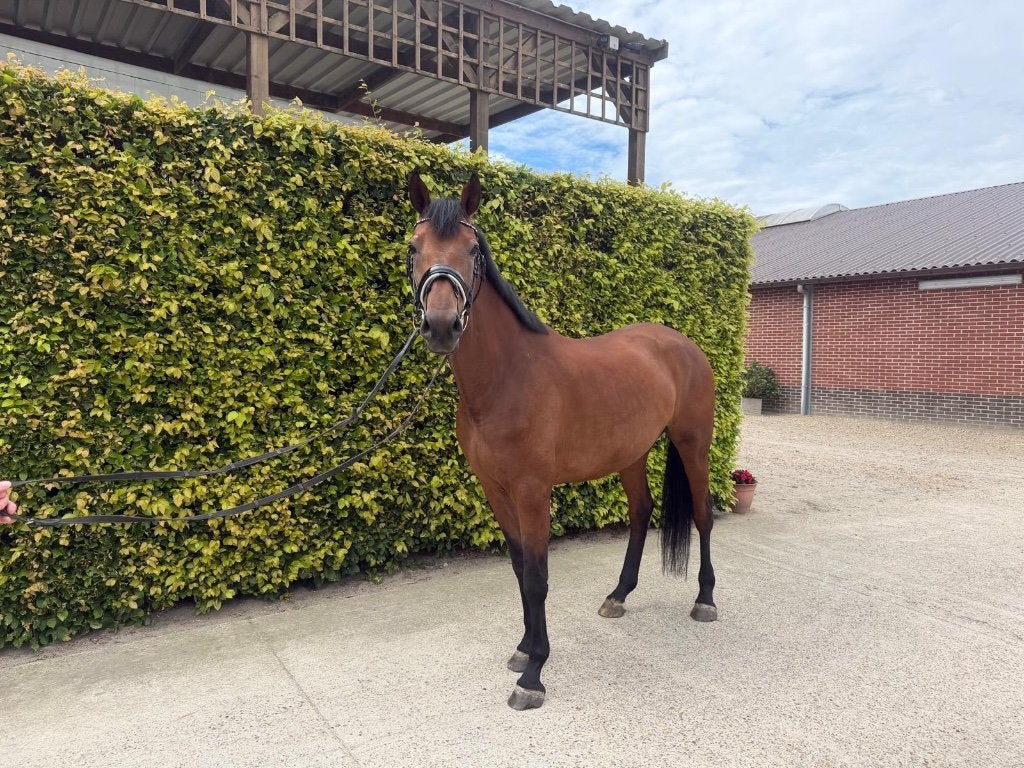 Knap dressuurpaard, Cheval de dressage, 165 à 170 cm, Avec pedigree, L