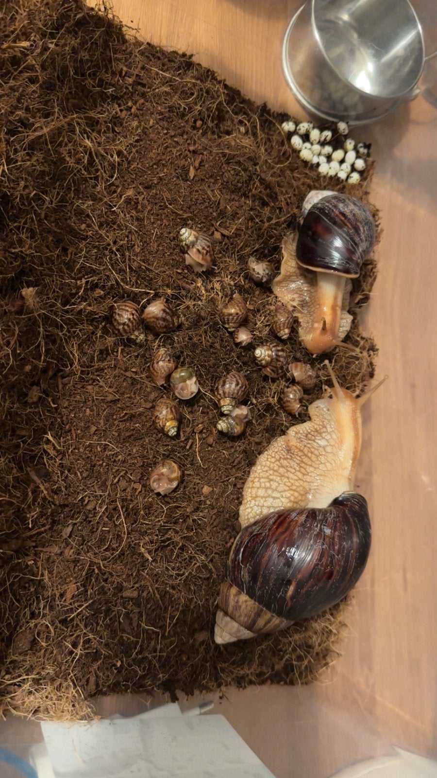 Bébés escargots d’Achatine  gratuit, Autres espèces