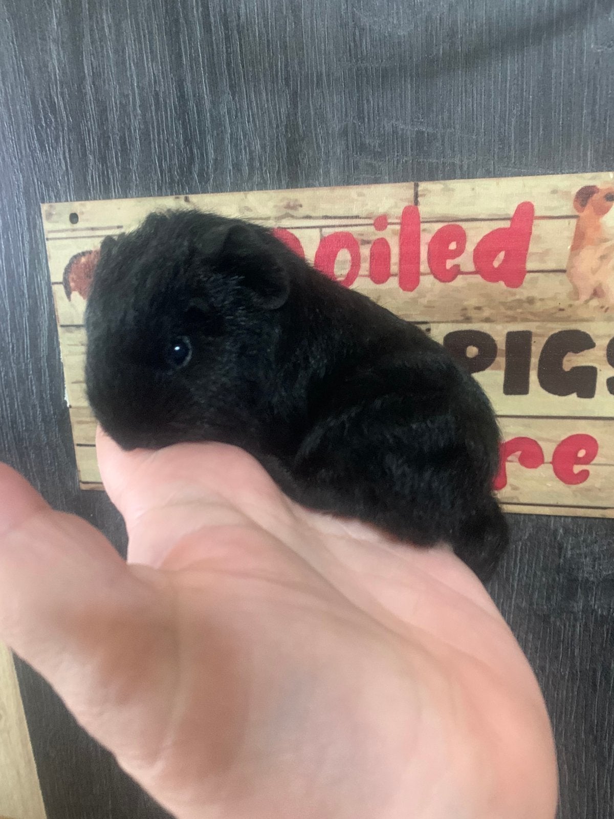 Zeer mooi CH teddy zwart beertje, Animaux & Accessoires, Rongeurs, Mâle, Domestique, Mai, Cobaye