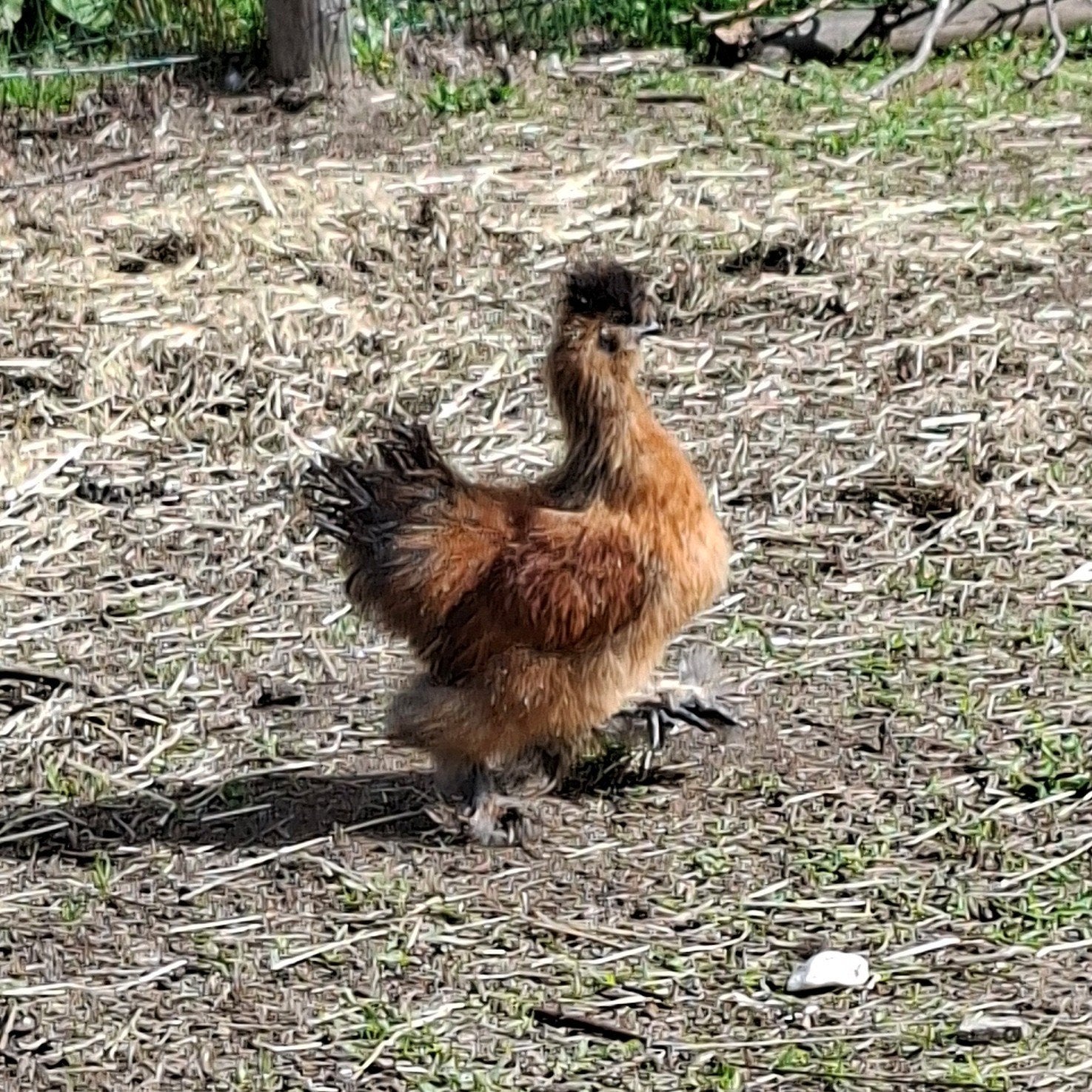 Raszuivere zijdehoen haan – gratis af te halen, Mâle, Poule ou poulet
