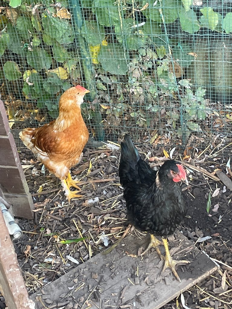 Mooie gezonde en tamme haantjes, Dieren en Toebehoren, Pluimvee