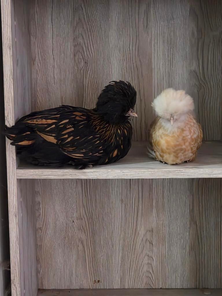 koop aangeboden:
Ik heb een aantal prachtige en kerngezonde, Dieren en Toebehoren, Pluimvee