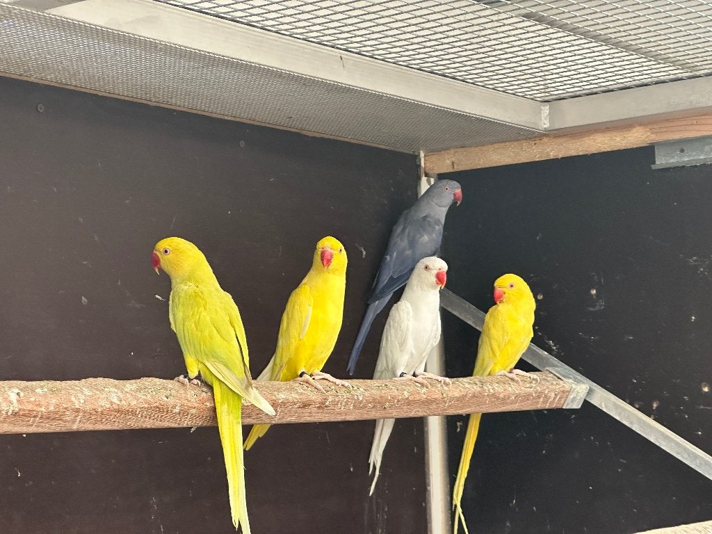 Mooie halsbanders, Animaux & Accessoires, Oiseaux | Pigeons, Autres espèces, Plusieurs animaux