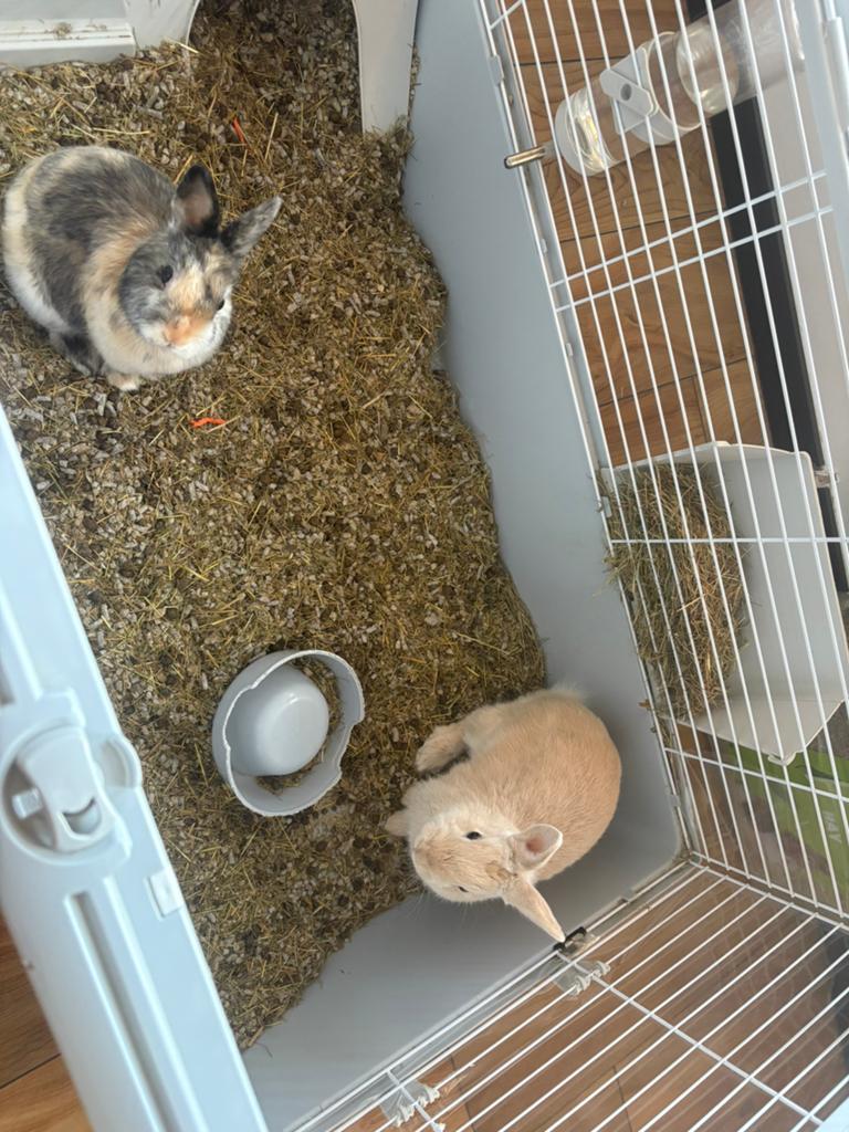 Lapins nains femelles