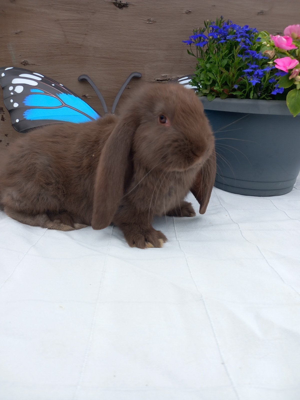 Franse hangoor ram, Animaux & Accessoires, Lapins, Grand, Mâle, 0 à 2 ans, Oreilles tombantes