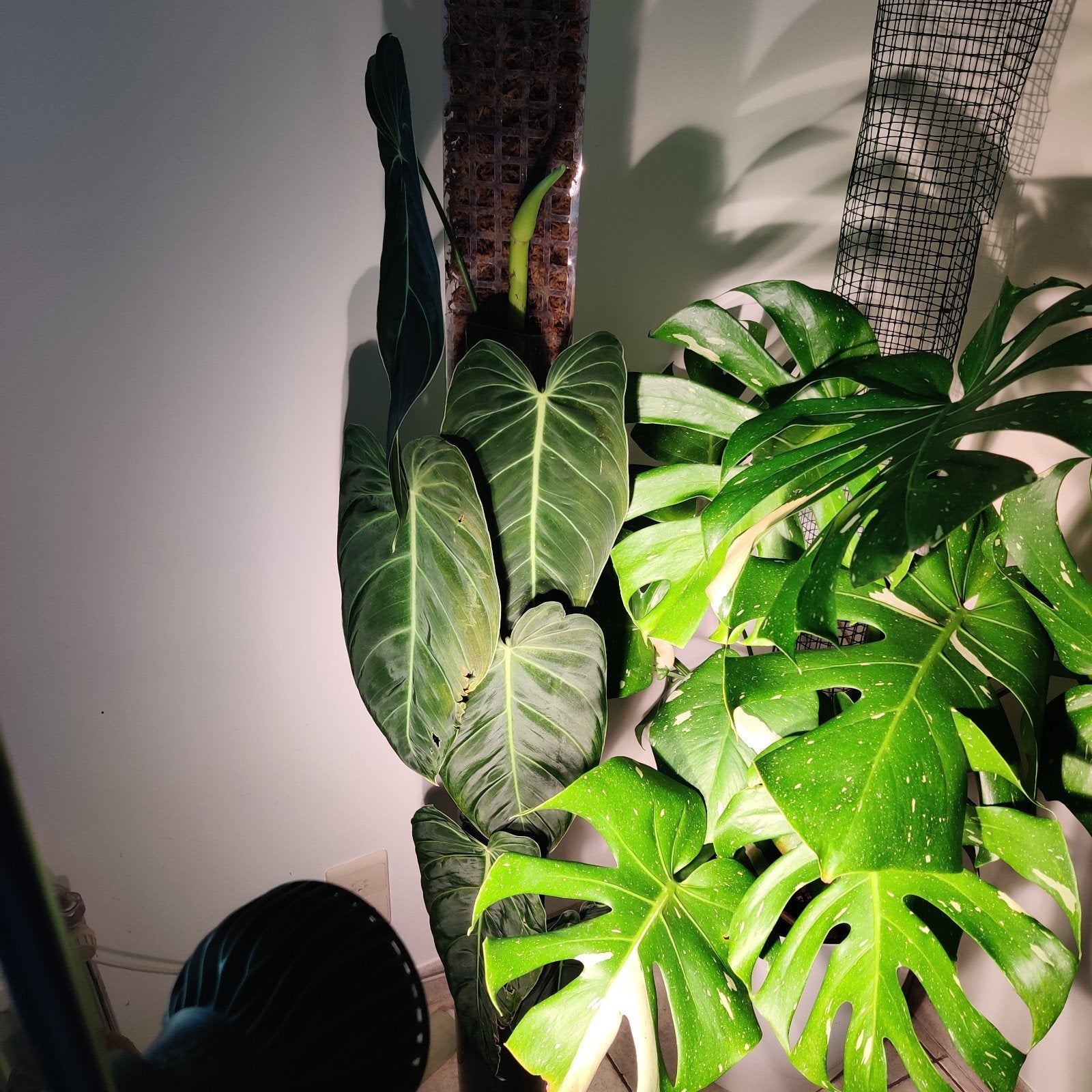 philodendron melanochrysum op mosspaal, Huis en Inrichting, Kamerplanten, Ophalen