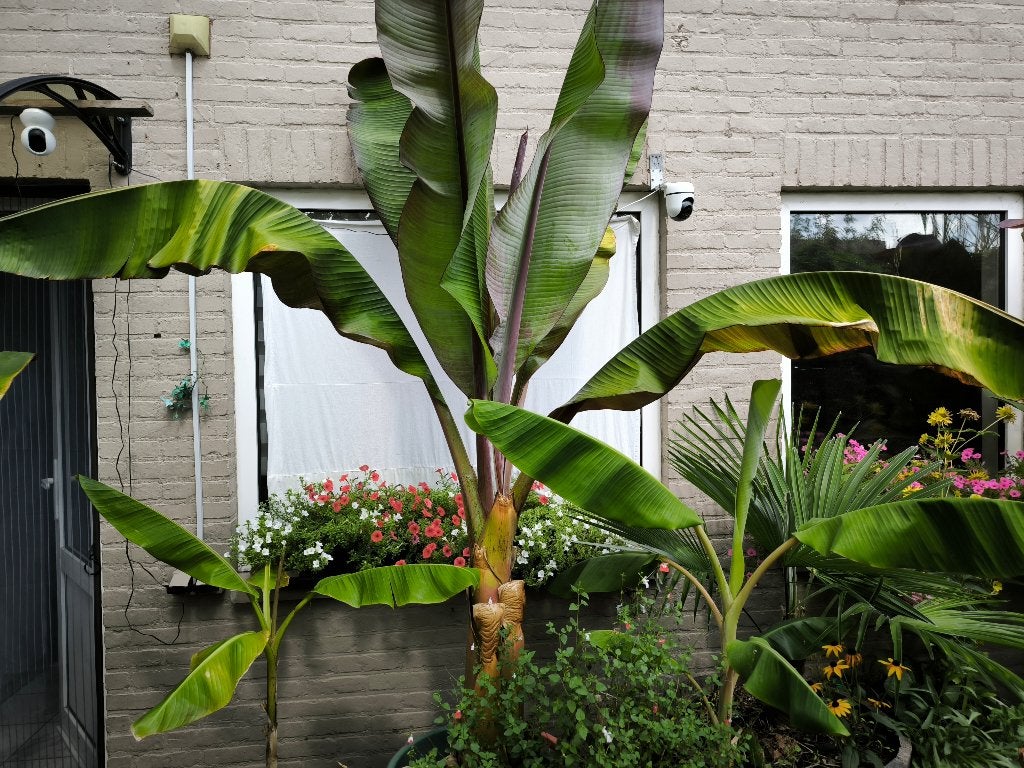 Diverse bananen planten, Enlèvement