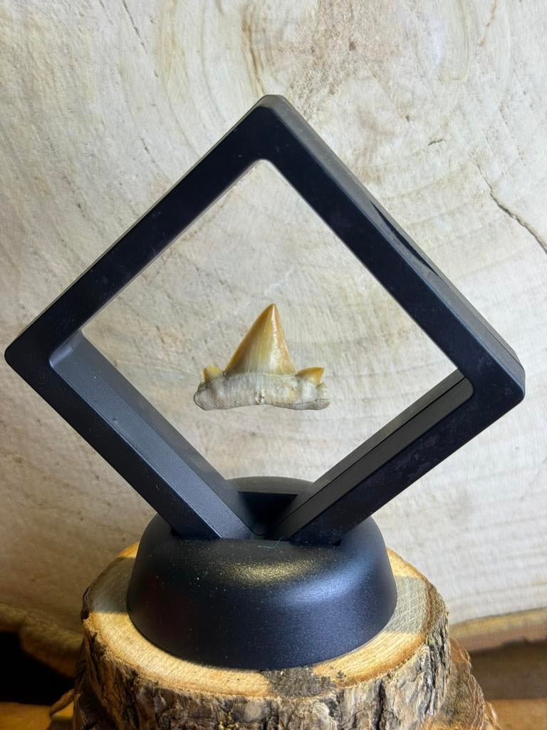 Fossiele haaientand in zwevend display – decoratief fossiel, Ophalen of Verzenden, Fossiel
