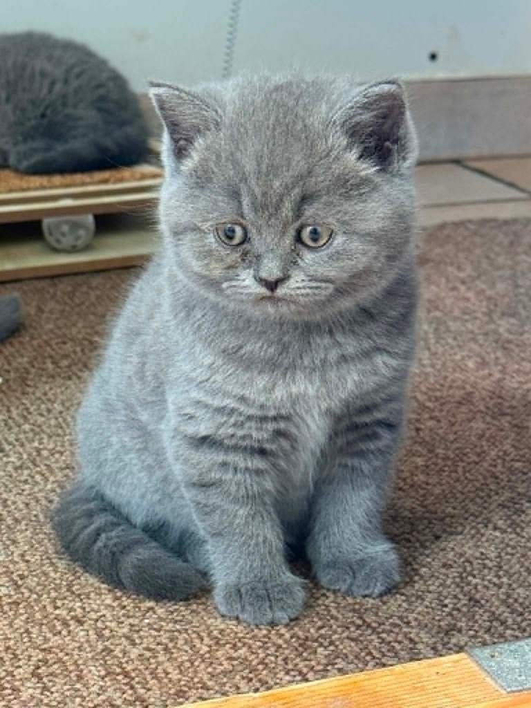 Prachtige Britse Korthaar Kittens Beschikbaar, Meerdere dieren, Gechipt, 0 tot 2 jaar