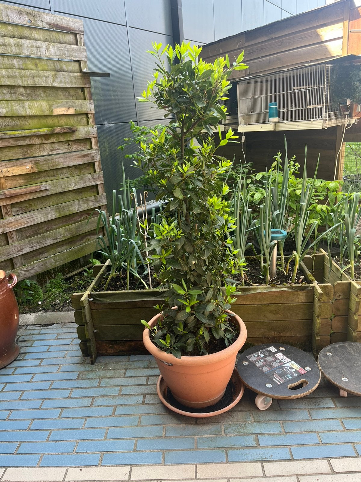 2 x laurierplanten (eetbaar) te koop in Bree, Tuin en Terras, Leiboom, Halfschaduw, Lente, 100 tot 250 cm