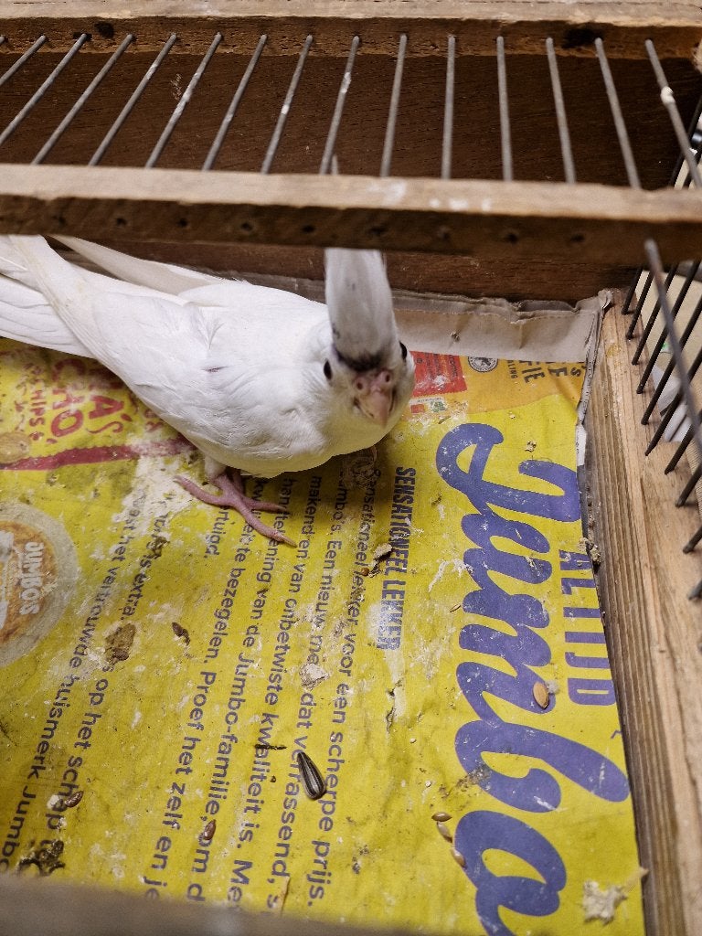 witte valkparkiet 20 euro  6 weken oud, Dieren en Toebehoren, Vogels | Parkieten en Papegaaien, Tam