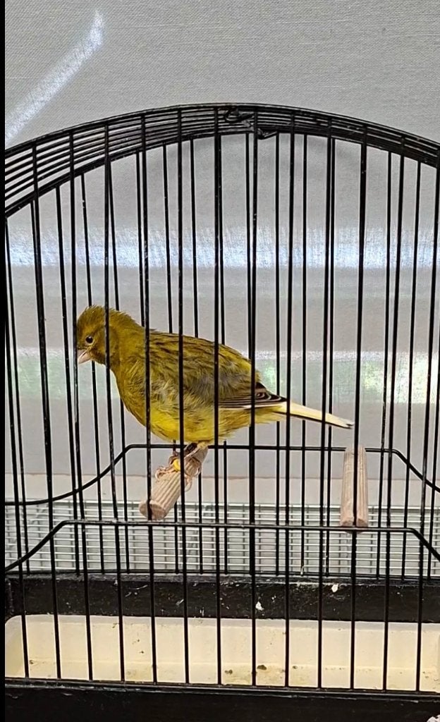 Fife Fancy ( meer dan 80 stuks ), Dieren en Toebehoren, Meerdere dieren, Postuurkanarie