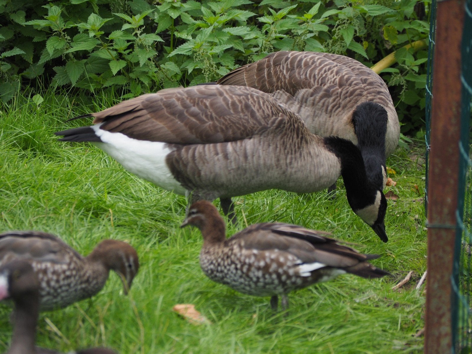 ganzen canadaganzen, Dieren en Toebehoren, Meerdere dieren, Gans of Zwaan