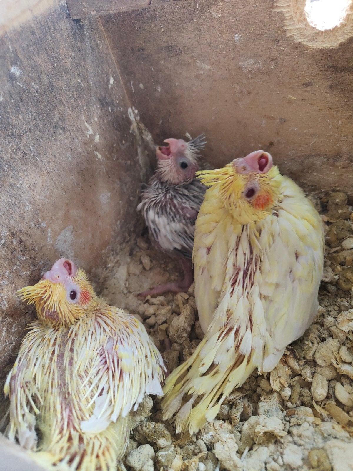 Valkparkietjes voor handopfok, Meerdere dieren, Parkiet, Geringd