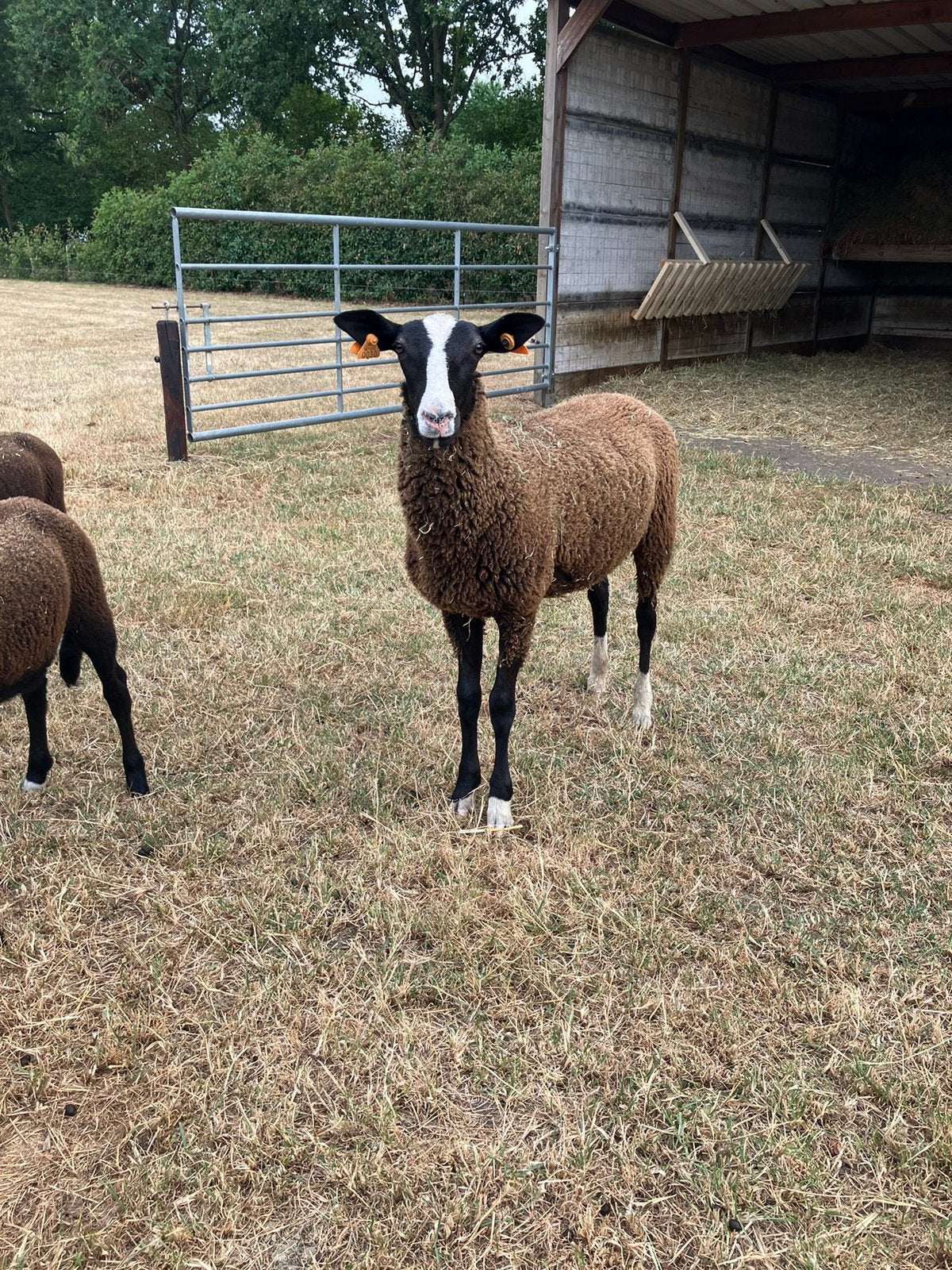 Zwartbles ramlammeren, Dieren en Toebehoren, Schapen, Geiten en Varkens, Mannelijk, Schaap, 0 tot 2 jaar
