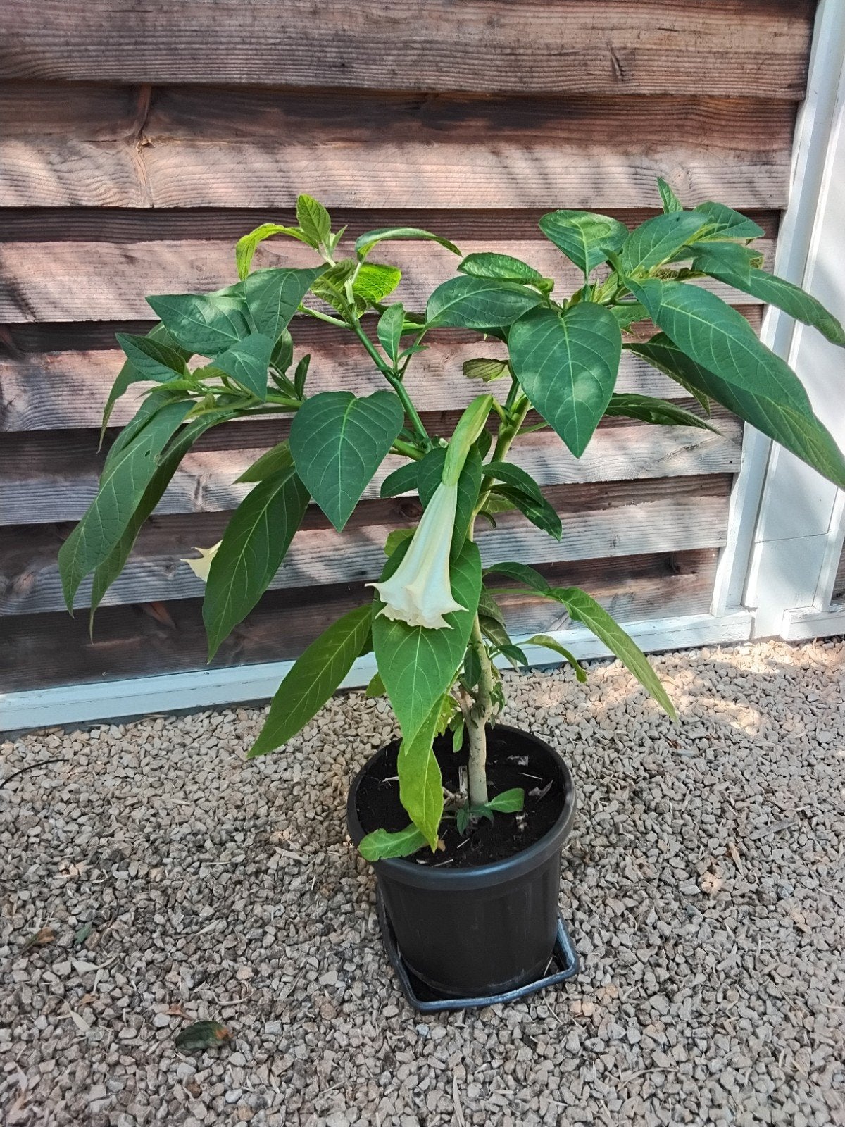 Datura, Brugmansia, engelentrompet, kuipplant, Enlèvement