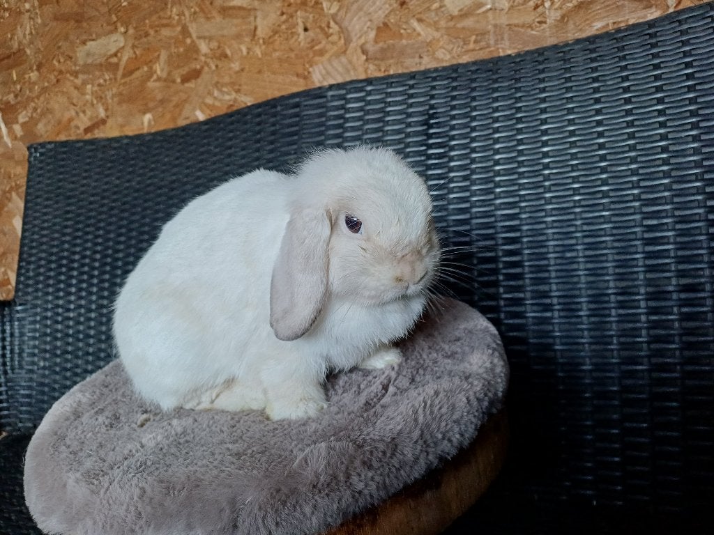 Minilop voedster, Dieren en Toebehoren, Vrouwelijk, Dwerg, Hangoor, 0 tot 2 jaar