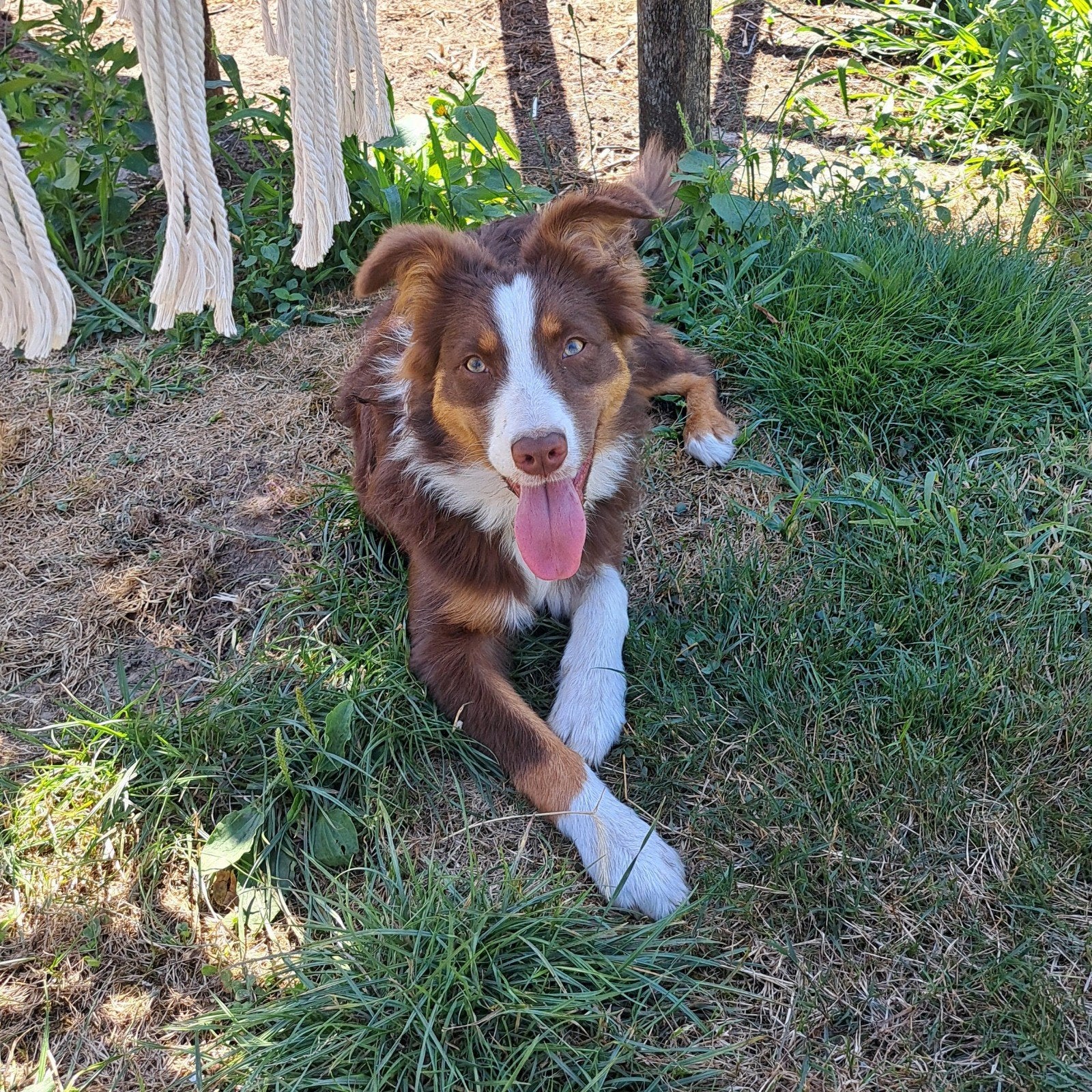 Lieve mini Australische herder teefje 6mnd, Dieren en Toebehoren, Parvo, België, 15 weken tot 1 jaar, Teef