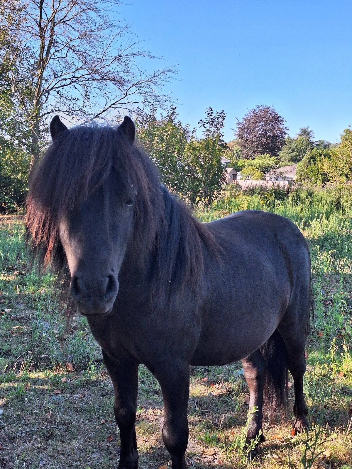 Shetland pony geb.21/04/2023, Dieren en Toebehoren