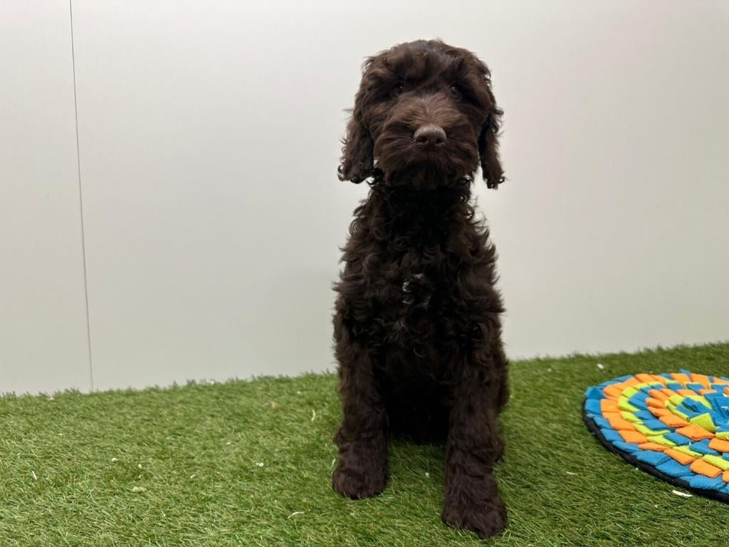 Cockapoo pups (F1), België, 8 tot 15 weken, Parvo, Meerdere