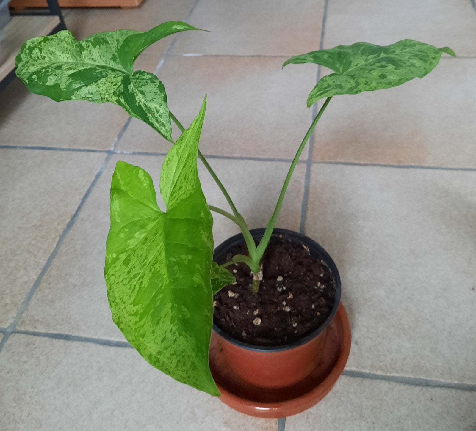 Syngonium mottled mojito stekje, Huis en Inrichting, Ophalen, Overige soorten, Halfschaduw, In pot