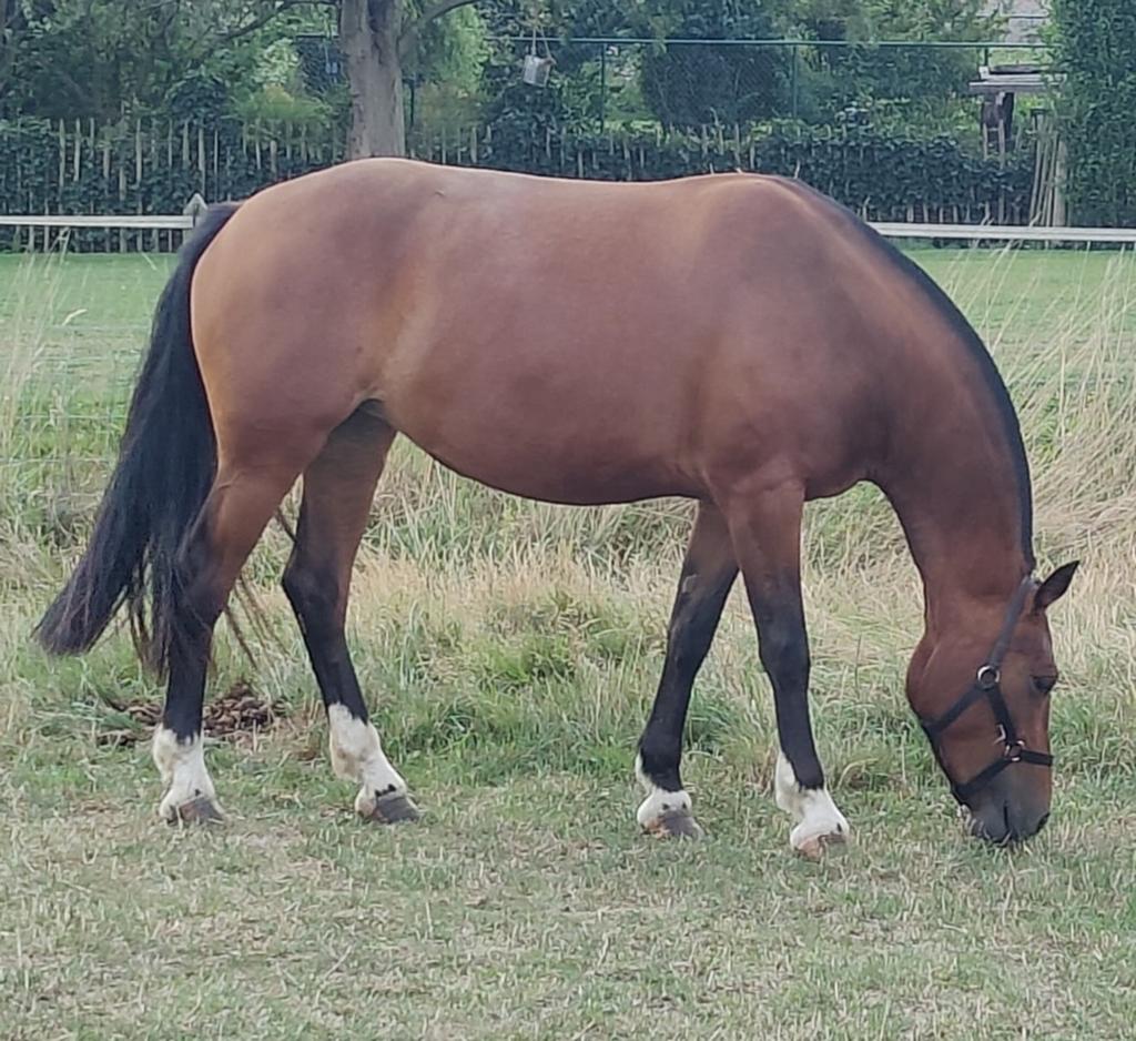 7 jarige Franches-Montagnes/Freiberger merrie met Veldtest., Dieren en Toebehoren, Merrie
