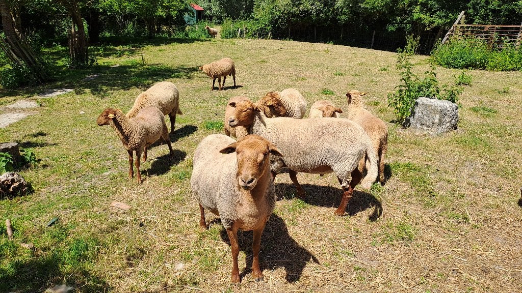 Gekeurde dekram Ardense voskop, Dieren en Toebehoren, Schapen, Geiten en Varkens, Mannelijk, Schaap, 0 tot 2 jaar