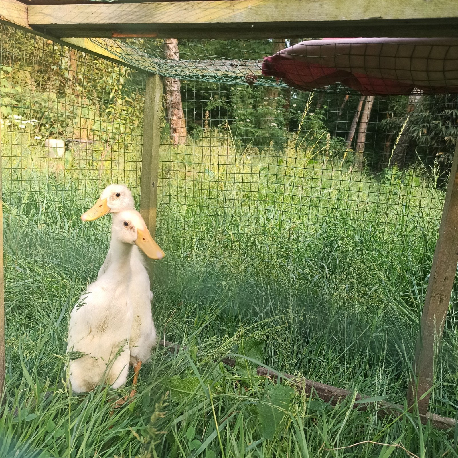 Witte loopeenden, Geslacht onbekend, Eend