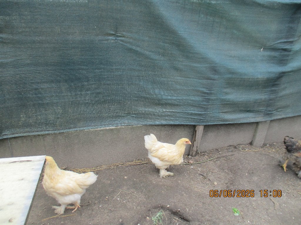 brahma groothoenders, Dieren en Toebehoren, Pluimvee