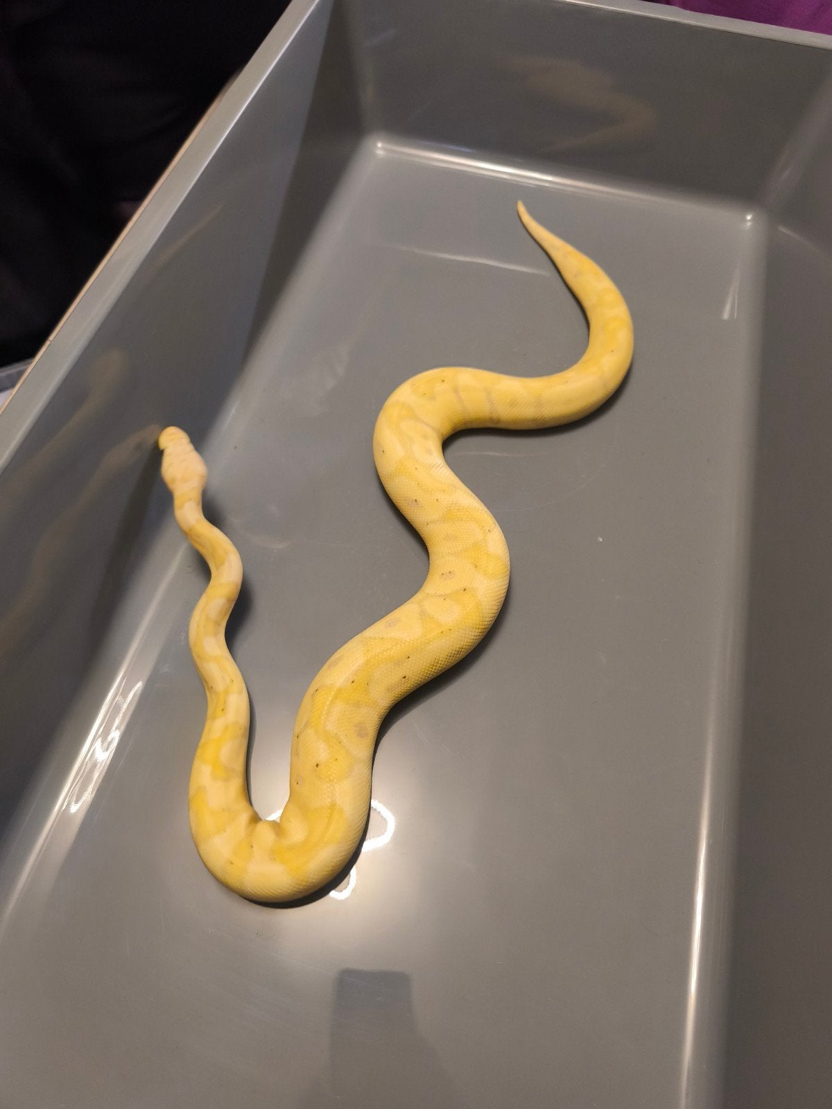Python regius (banana-pastel-clown) femelle, Animaux & Accessoires, Serpent, 0 à 2 ans