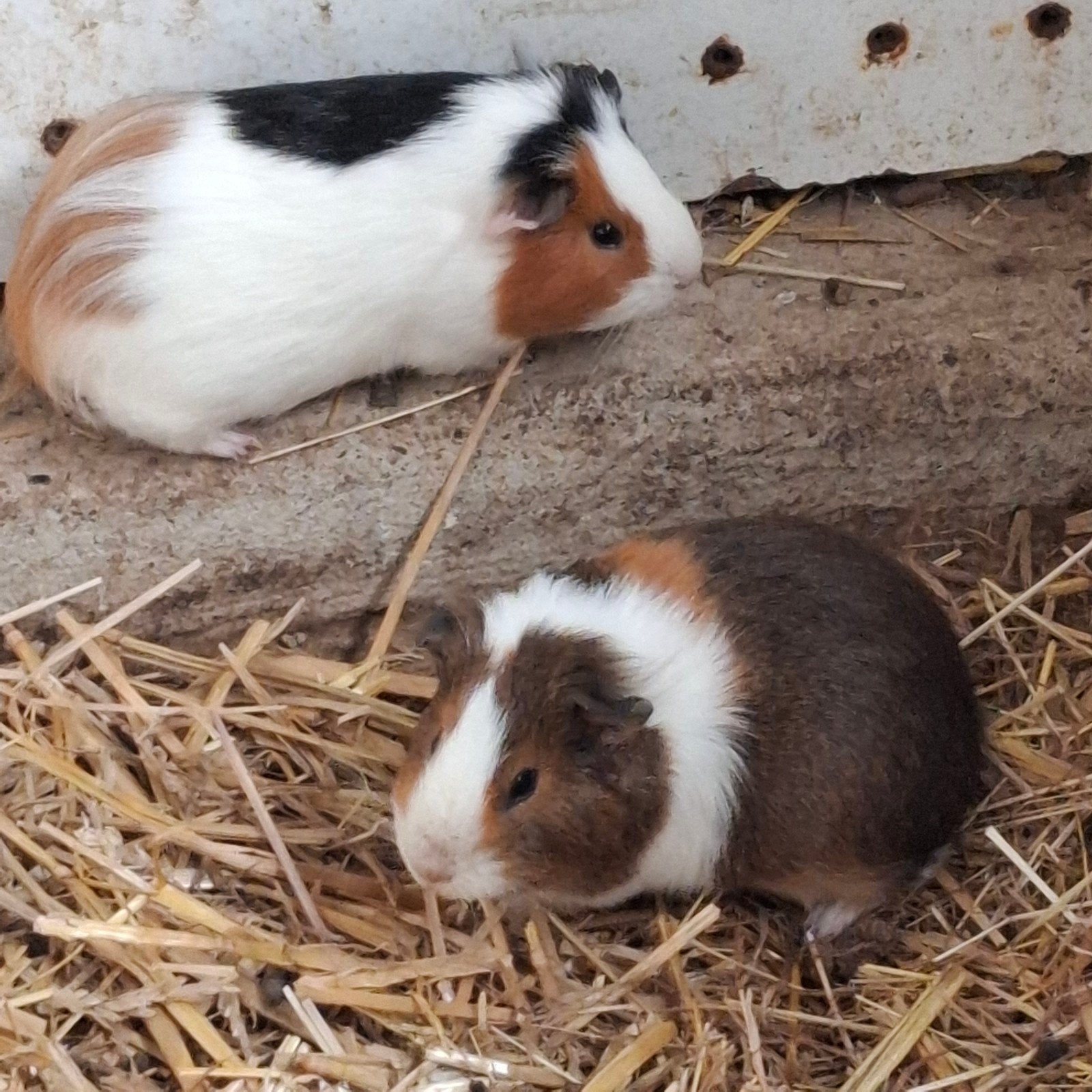 Jeunes cobayes, Animaux & Accessoires, Août, Femelle, Cobaye