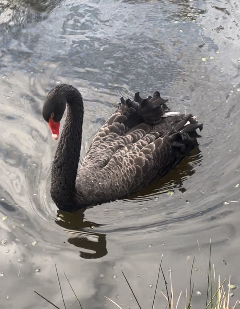 Overjarige zwarte zwaan man vliegend, Dieren en Toebehoren, Mannelijk, Gans of Zwaan