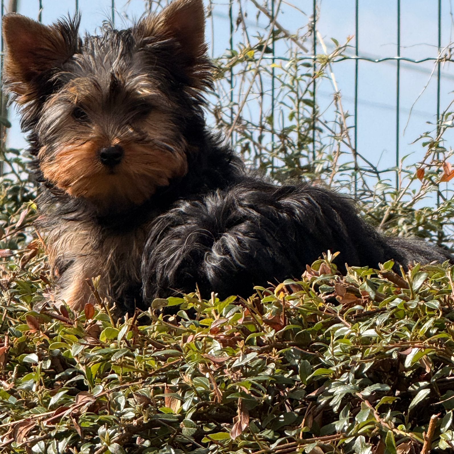 Yorkshire pups, Dieren en Toebehoren, Honden | Jack Russells en Terriërs, Yorkshire Terriër, België, CDV (hondenziekte), 8 tot 15 weken