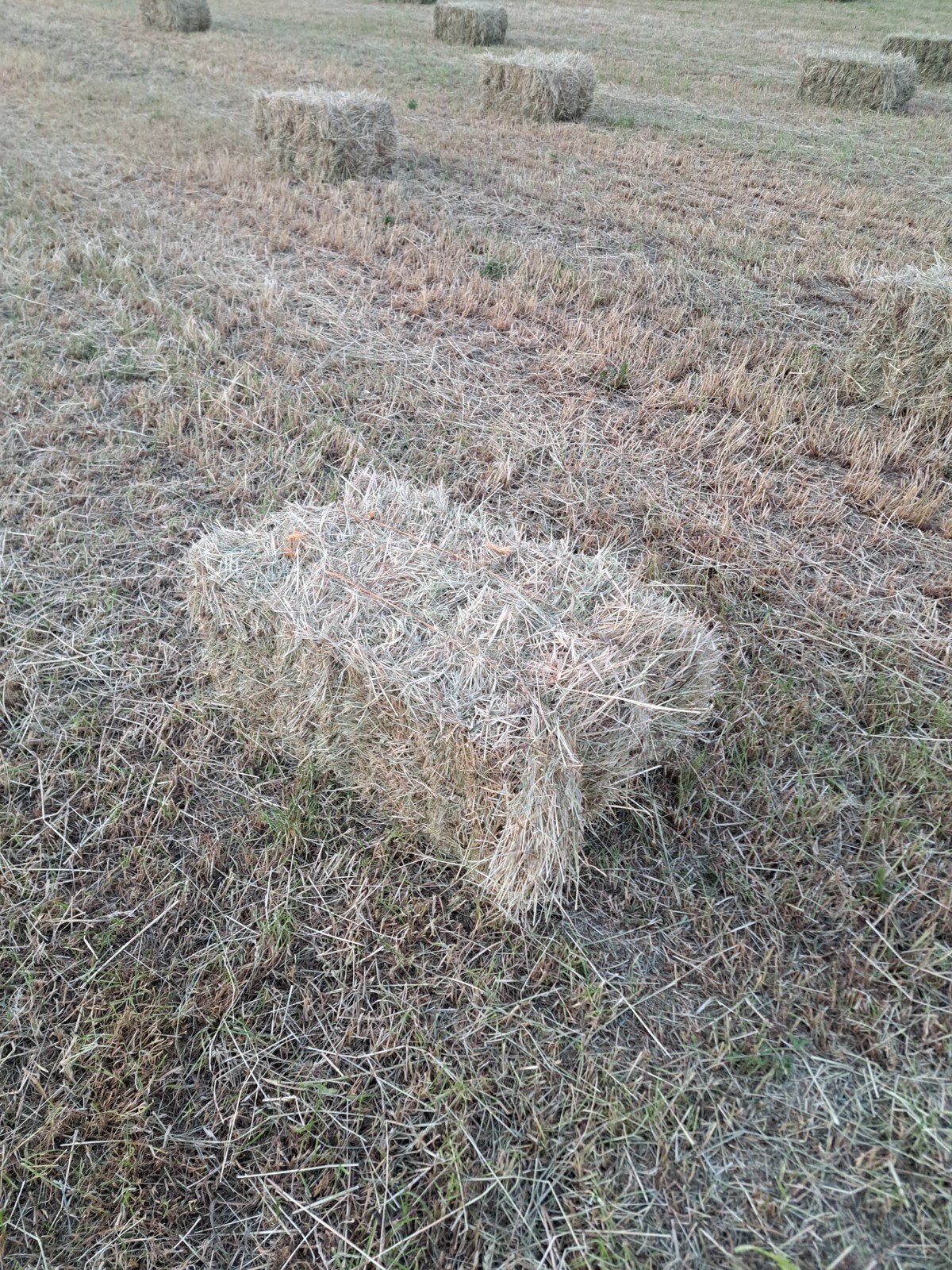 Hooi te koop, Enlèvement