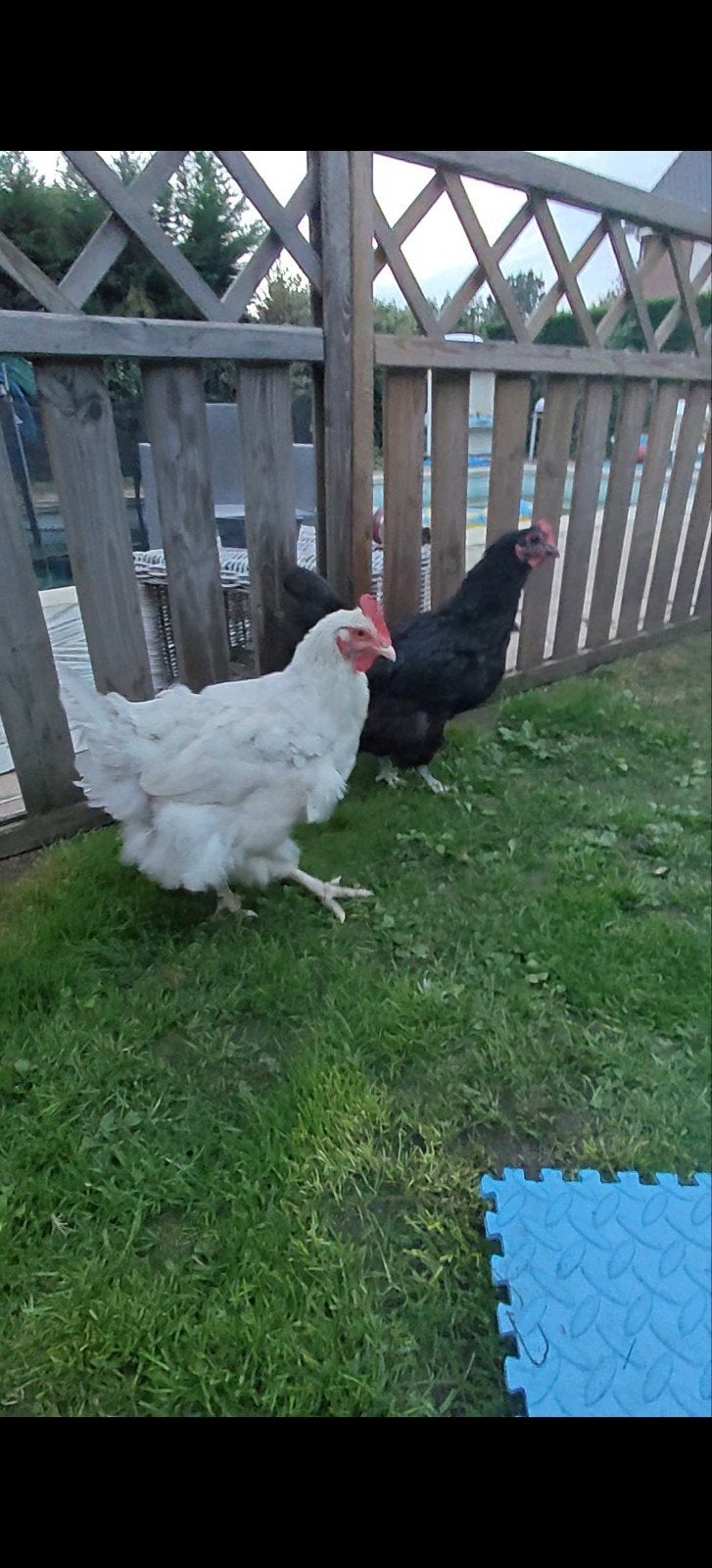legkippen, Dieren en Toebehoren