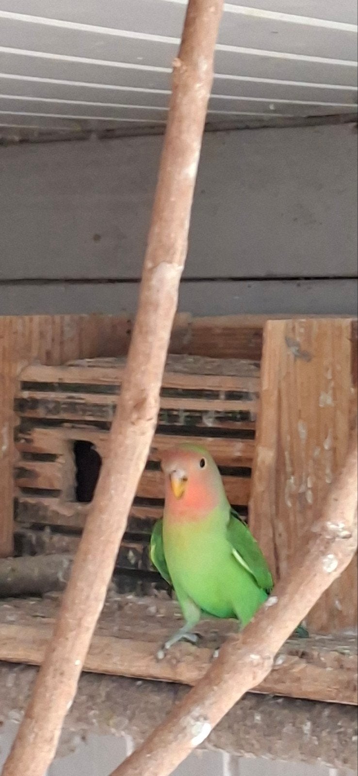 Agapornis