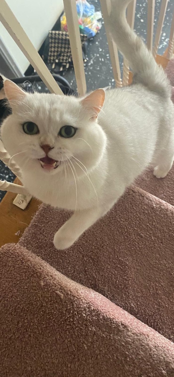 Sylver British kater, Chat, Avec pedigree, 0 à 2 ans