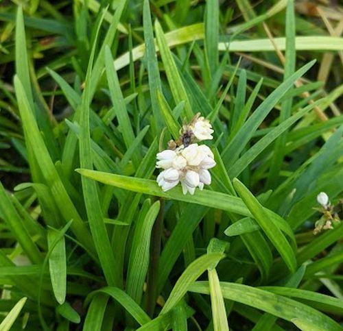 Slangenbaard (Ophiopogon planiscapus), Enlèvement ou Envoi, Printemps, Couvre-sol, Plante fixe