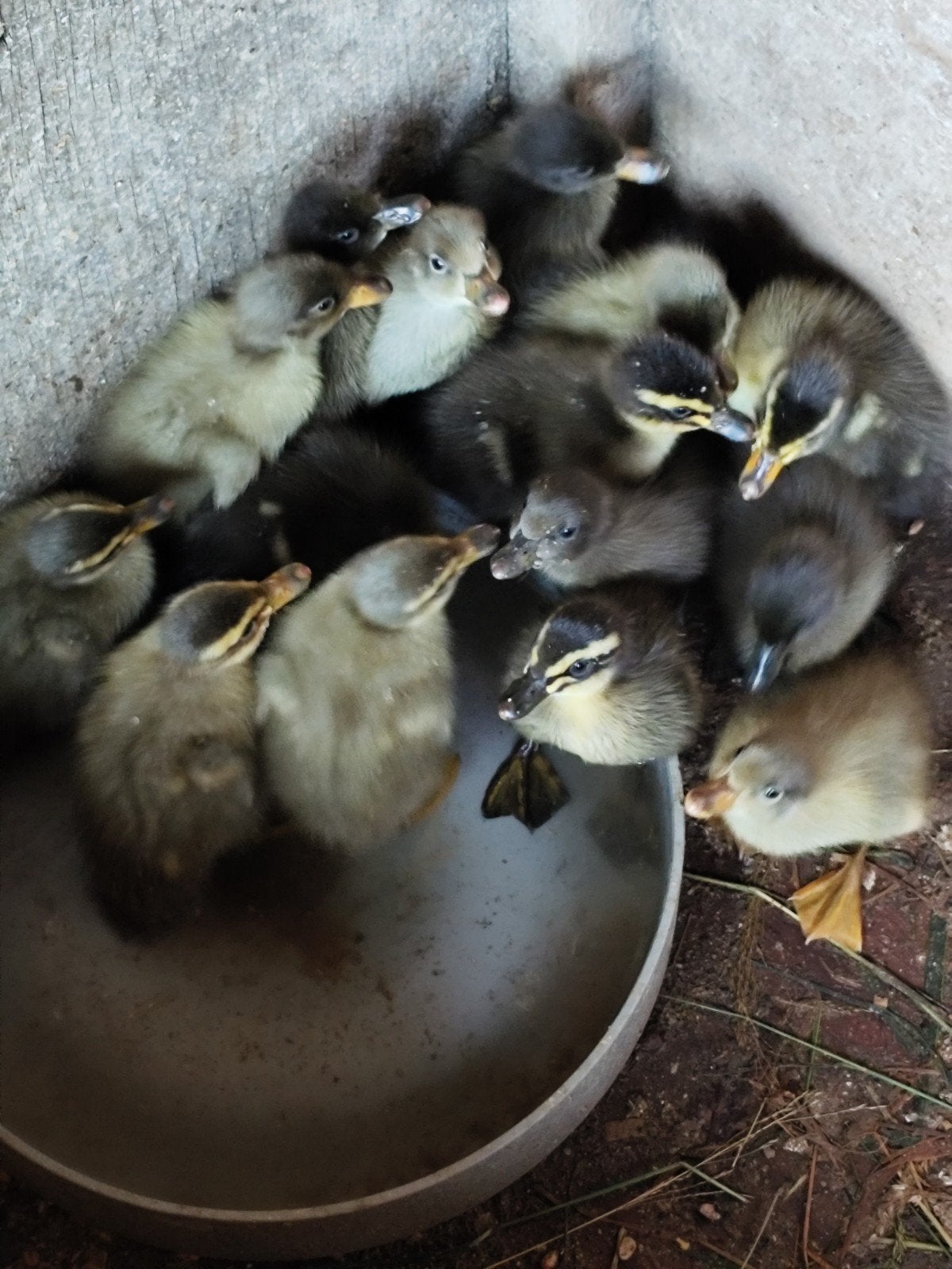 15 loopeenden kuikens, Dieren en Toebehoren, Eend